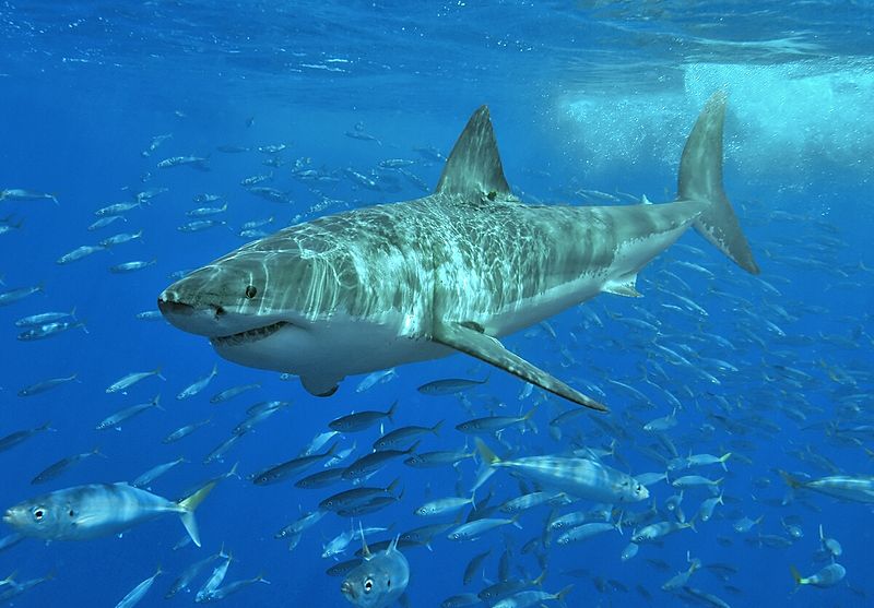 Adult great white shark