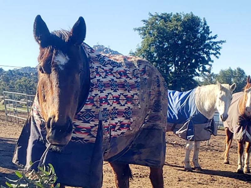 Dobby appeared to be well-recovered from April 2023 fall, but scar tissue proved fatal