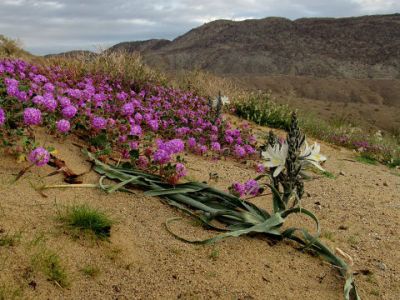 Mild Weather Across Most of San Diego County This Week as Desert Temps Soar