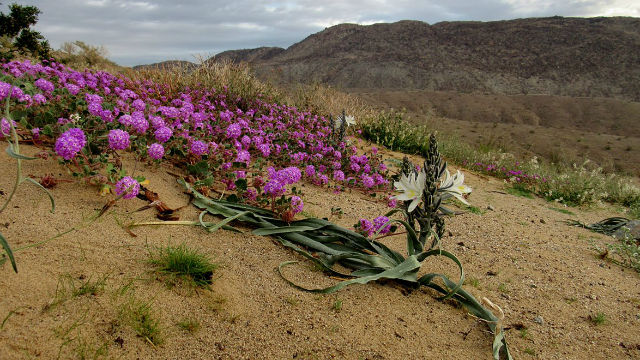 Wildflowers in the Borrego Badlands