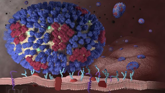 Illustration of the influenza virus.